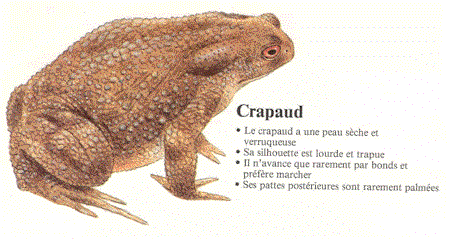 Crapauds