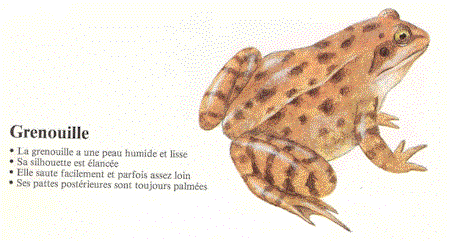 Grenouille