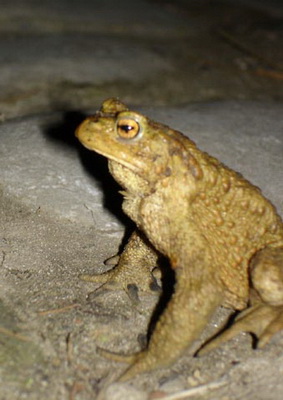 Crapaud mâle