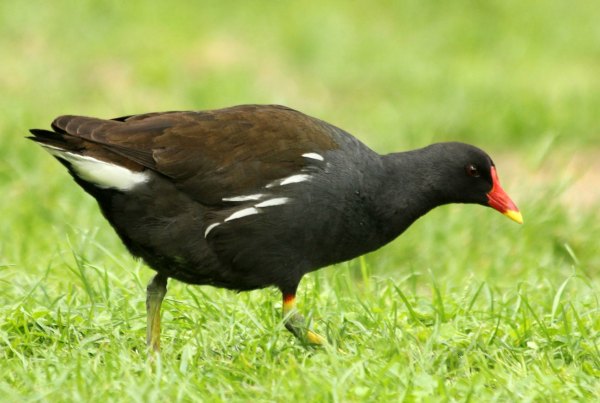 poule d eau