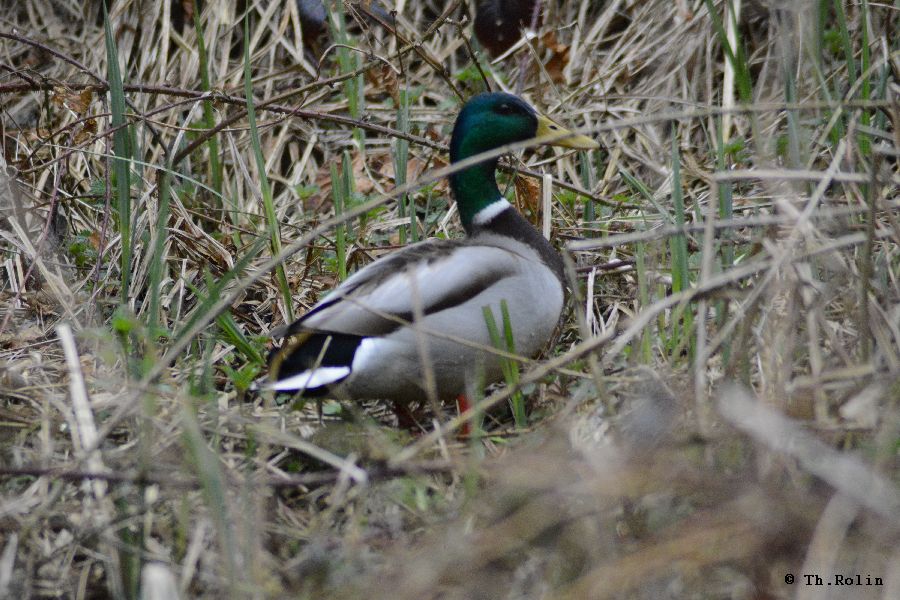 canard Colvert